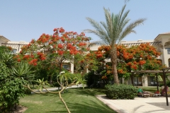 Jaz Aquamarine Hotel in Hurghada, Egypt P1010461