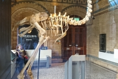 Natural History Museum, London DSC_0361-e1567245505745