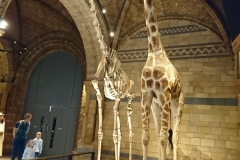 Natural History Museum, London DSC_0362-e1567245486853
