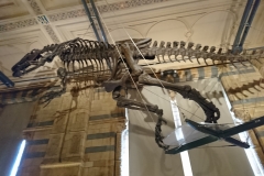 Natural History Museum, London DSC_0377