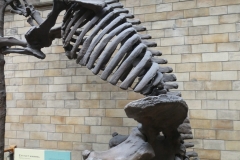 Natural History Museum, London P1130044-e1567245383656