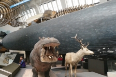 Natural History Museum, London P1130131