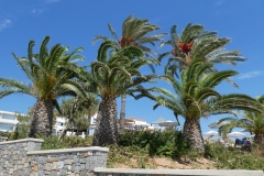 Rodos Princess Beach Hotel in Kiotari, Rhodes P1090611