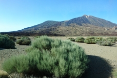 Teide National Park in Tenerife DSC_0671